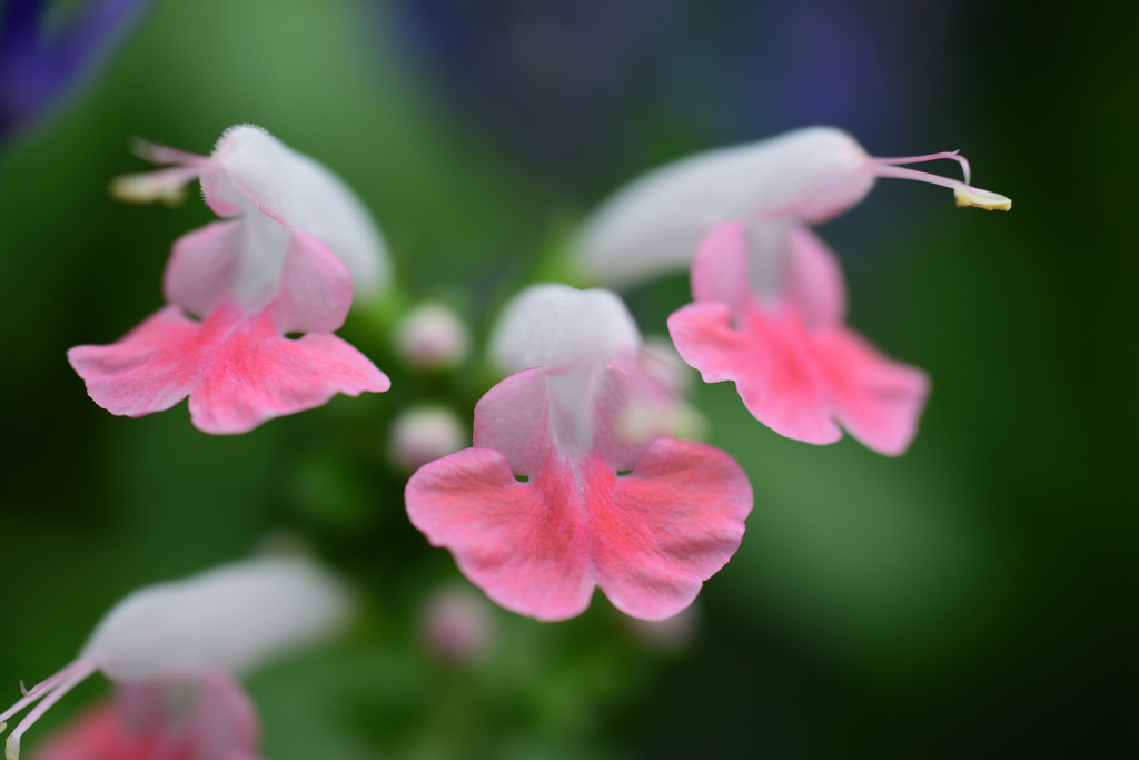 美味しそうな桜エビ？
