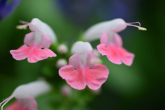 美味しそうな桜エビ？