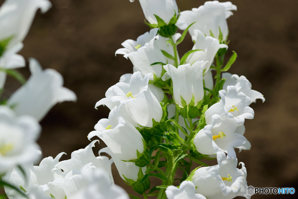 カンパニュラ_白