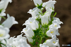 カンパニュラ_白