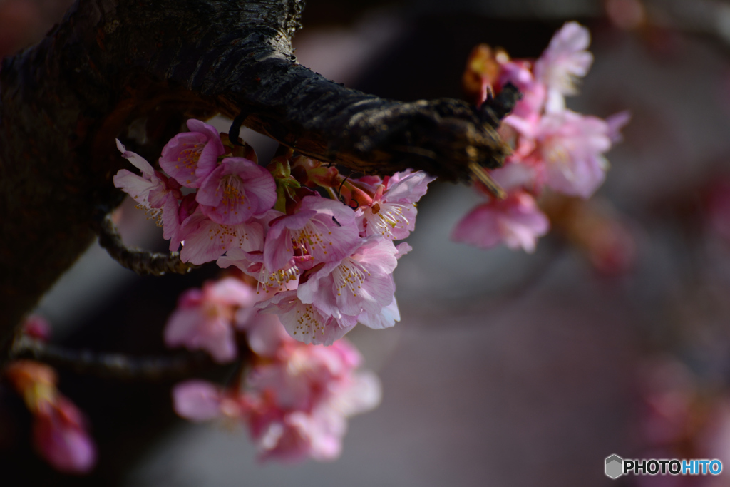 河津桜
