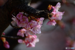 河津桜