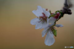 10月桜