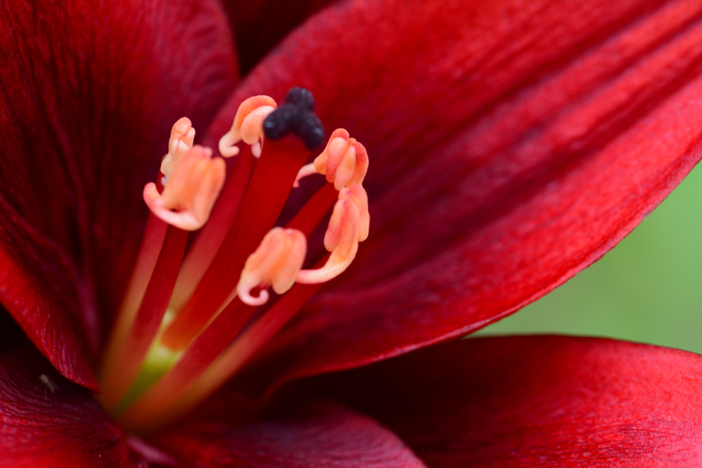 パープルカサブランカ_2