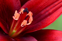 パープルカサブランカ_2