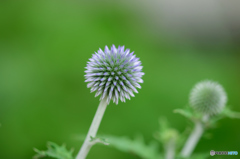 瑠璃玉薊