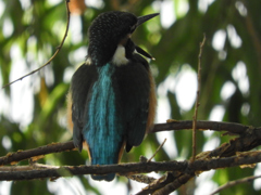 おーい、兄弟たち