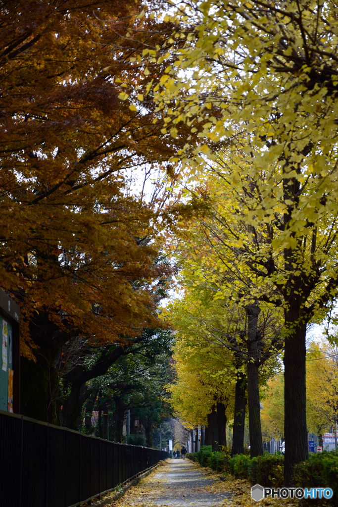 秋色の歩道