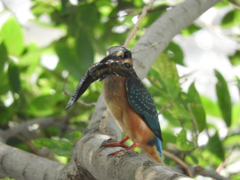 一人で獲れたよ