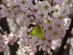 啓翁桜と蝶