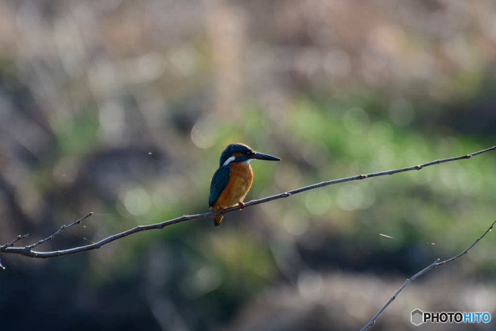 陽光に誘われて