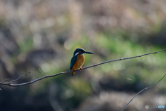 陽光に誘われて