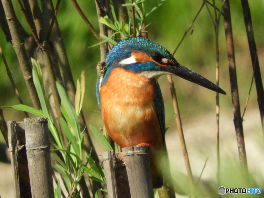 あいつを狙おう