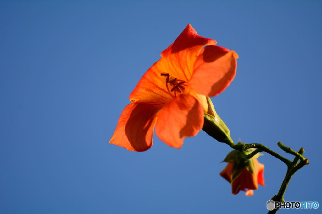 孤高の花