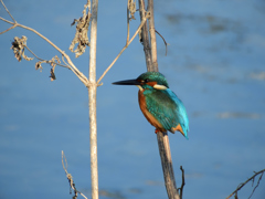 ここにも男子が