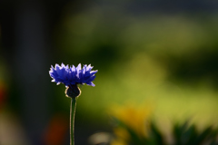 早朝散歩_ヤグルマギク