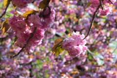 八重の桜