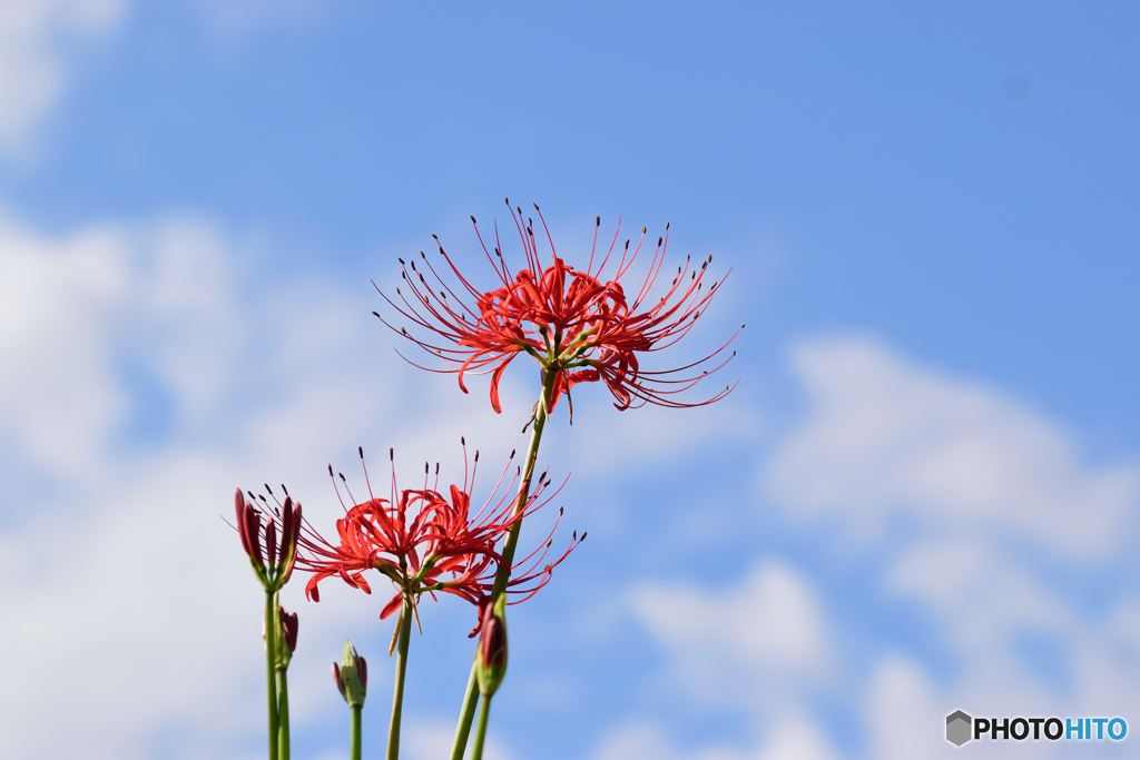 想うはあなた一人
