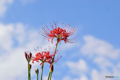 想うはあなた一人