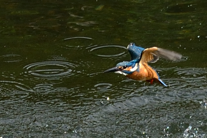 下手な鉄砲も数撃ちゃ当たる_2