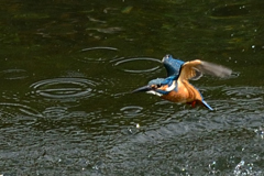 下手な鉄砲も数撃ちゃ当たる_2