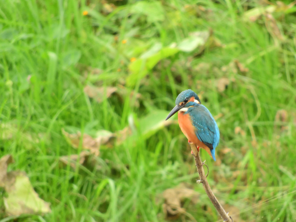 今日はこの子をストーカー