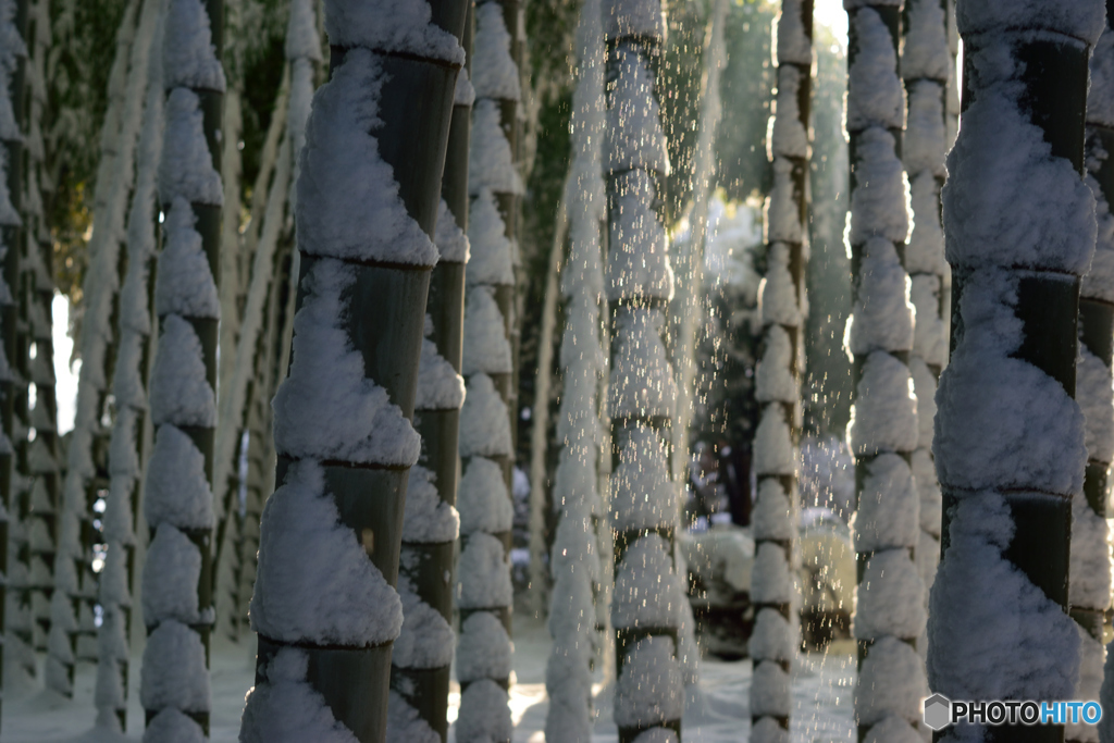 雪の竹林_3