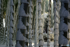 雪の竹林_3