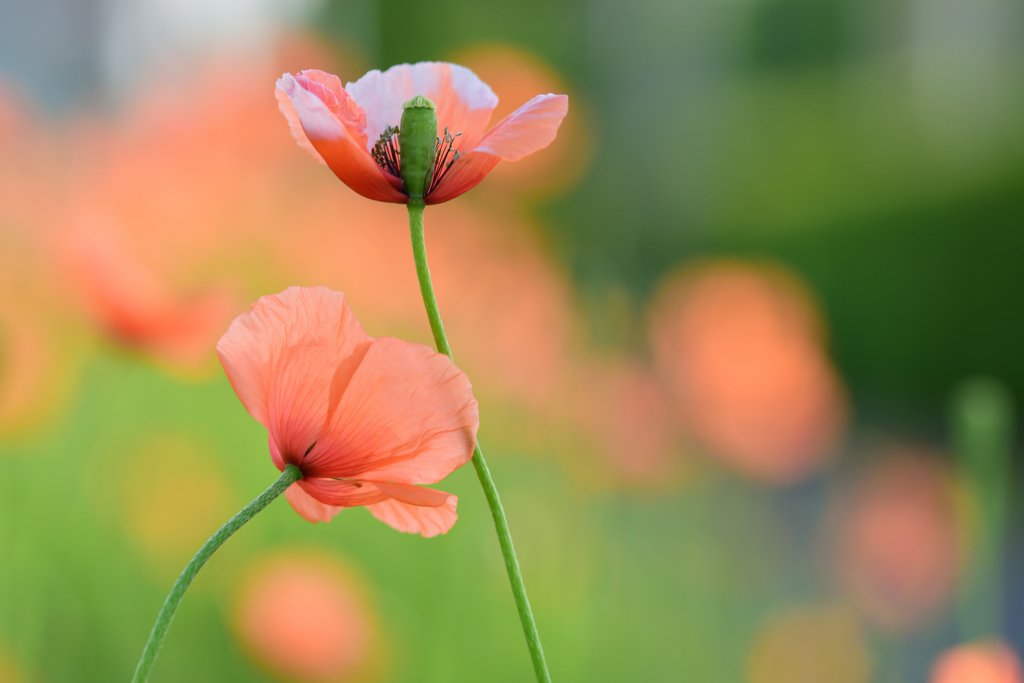 ナガミヒナゲシ