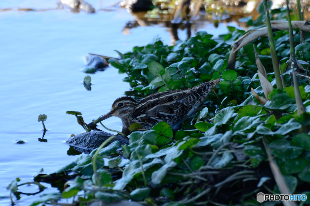 アオシギかな？