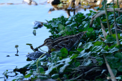 アオシギかな？