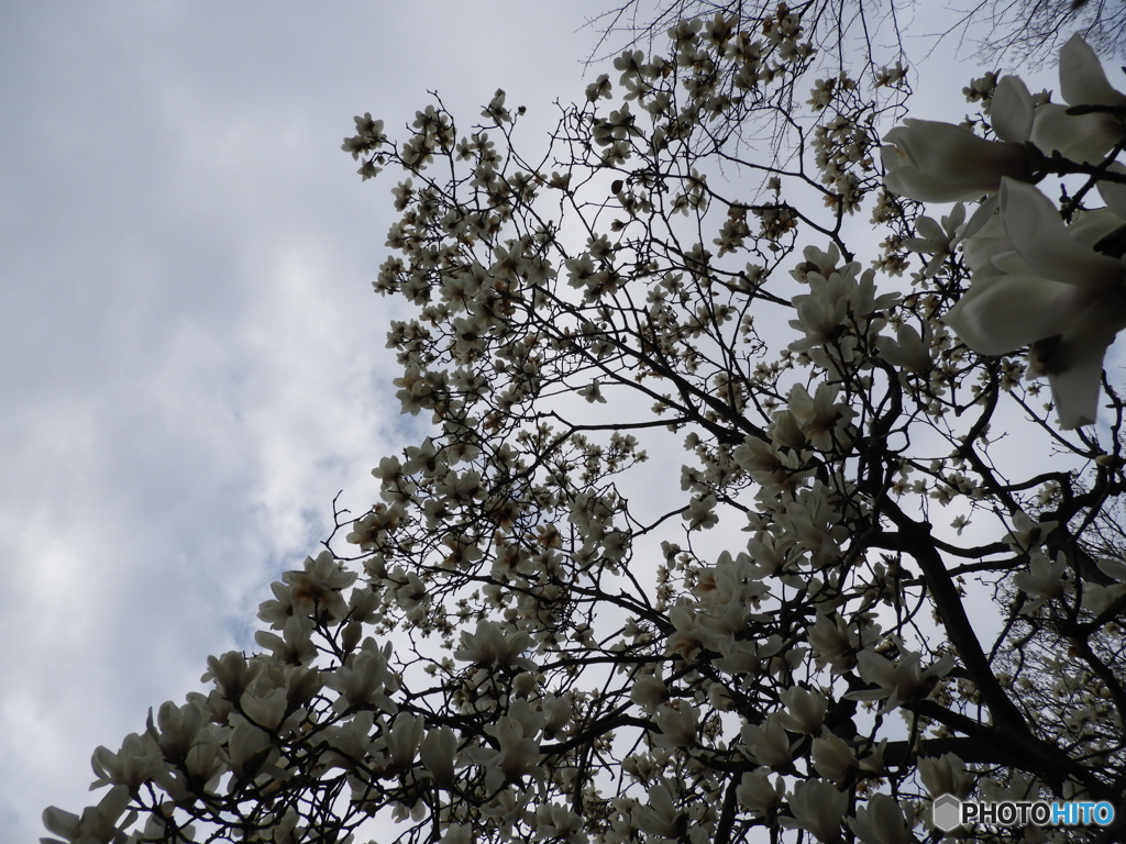 コブシ咲く都会の春