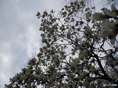 コブシ咲く都会の春