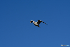 ユリカモメ飛んだ