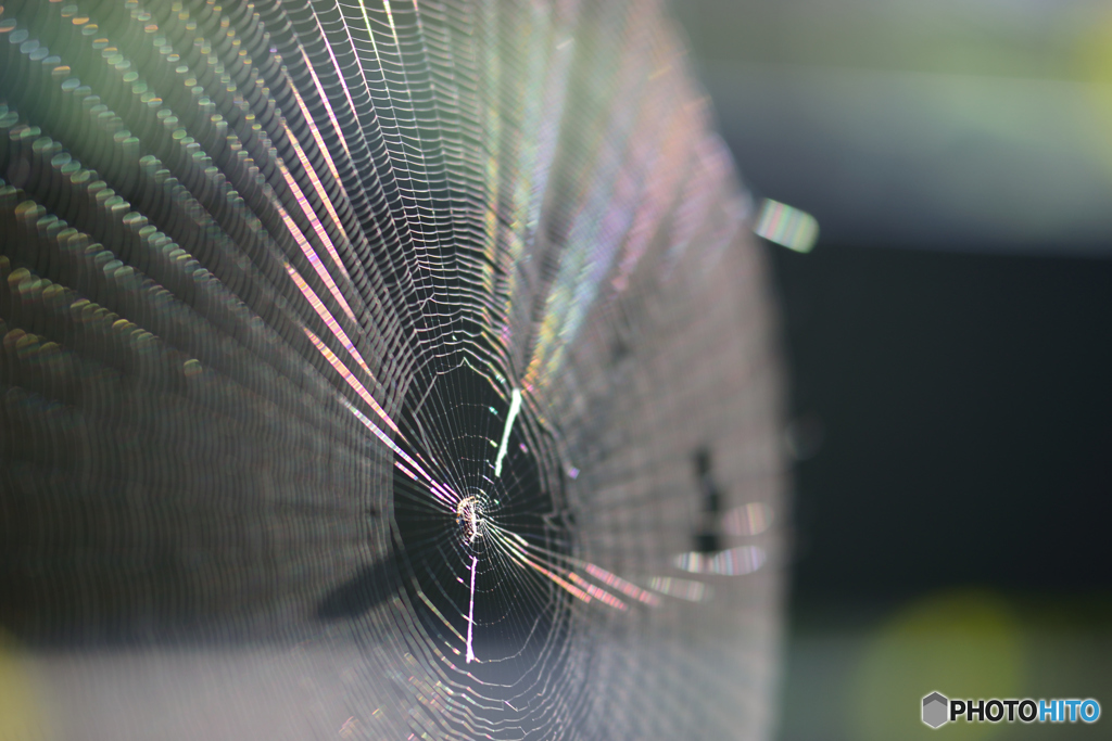 蜘蛛の巣