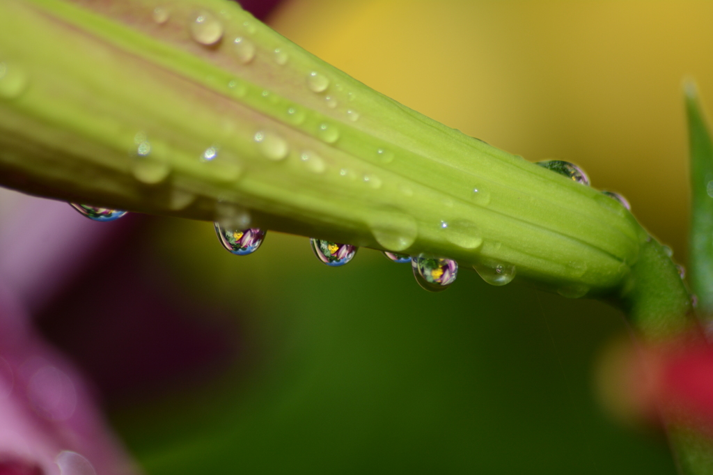 蕾と雨粒