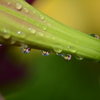蕾と雨粒