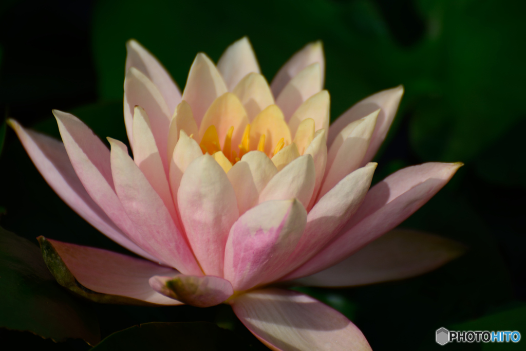 Water Lily