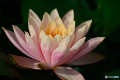 Water Lily