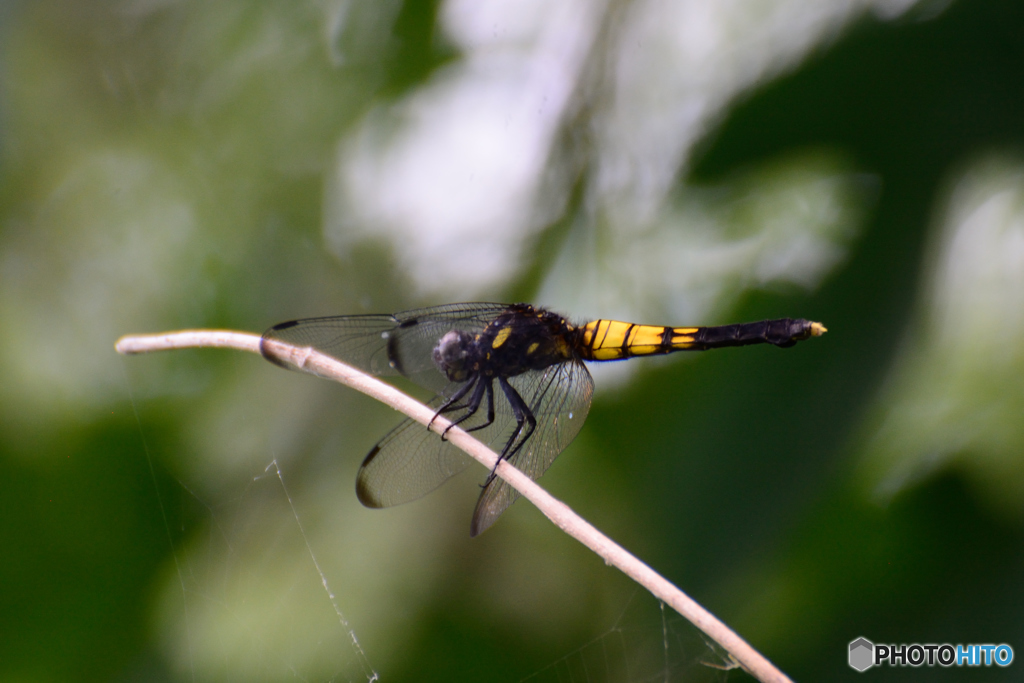 オオシオカラトンボ♀