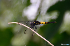 オオシオカラトンボ♀