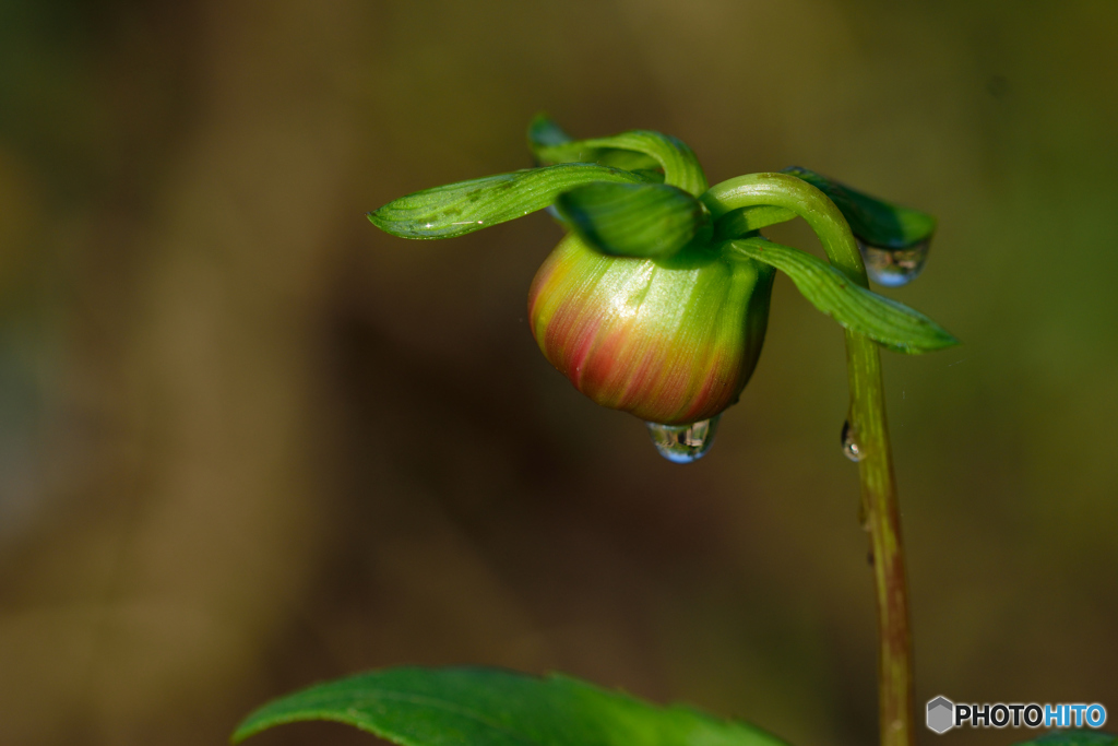 ダリアの赤ちゃん