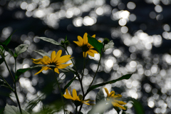 菊芋の花