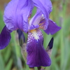 菖蒲