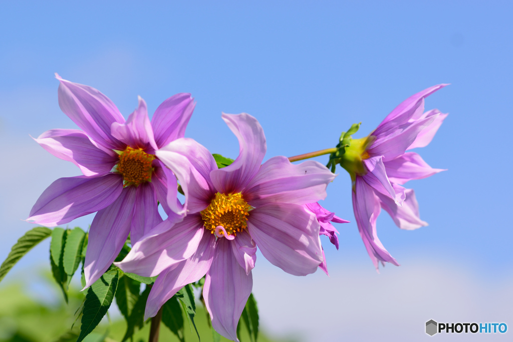 皇帝ダリア咲く