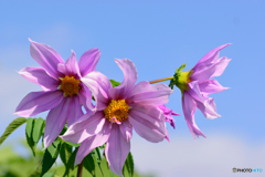 皇帝ダリア咲く