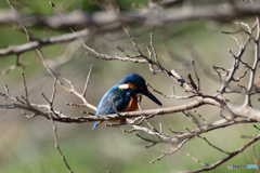 カワちゃん_0317