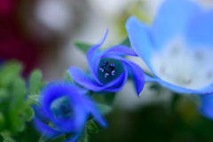 ネモフィラ・インシグニスブルー