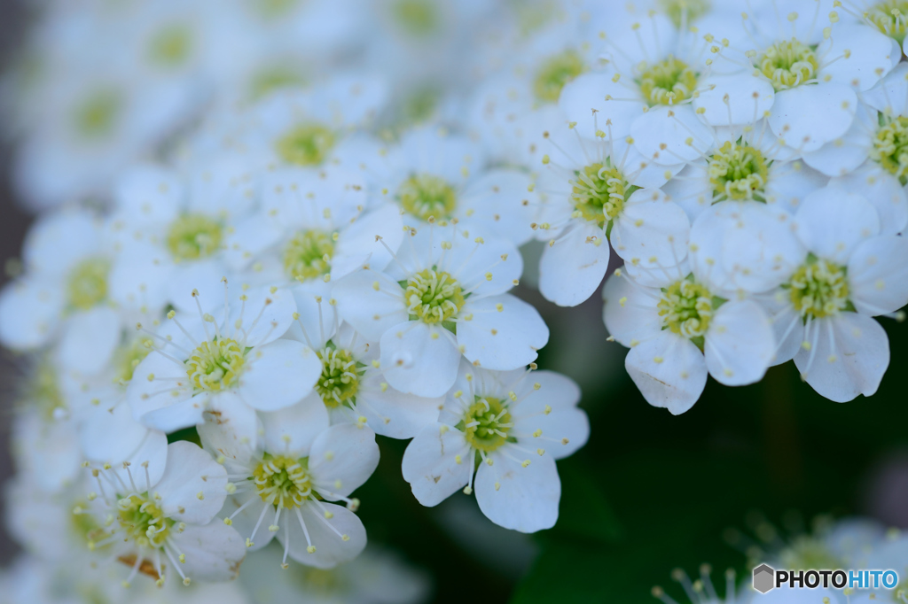 白き小さな花達