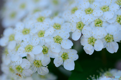 白き小さな花達